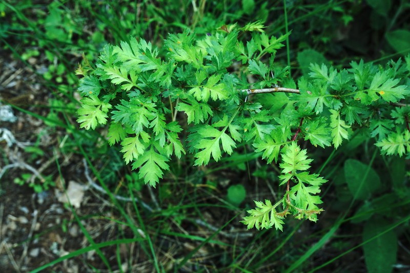 Crataegus pallasii photo 8