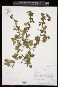 Pearson's Hawthorn