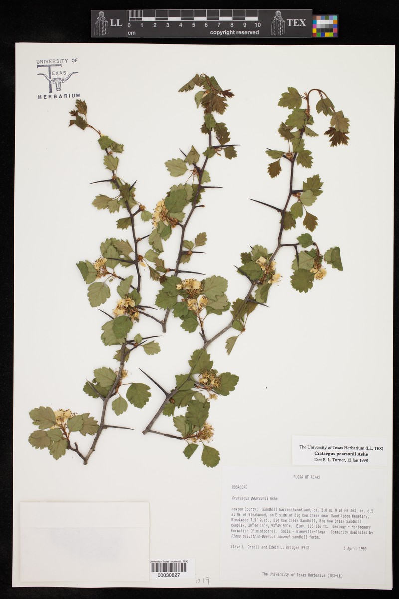 Pearson's Hawthorn