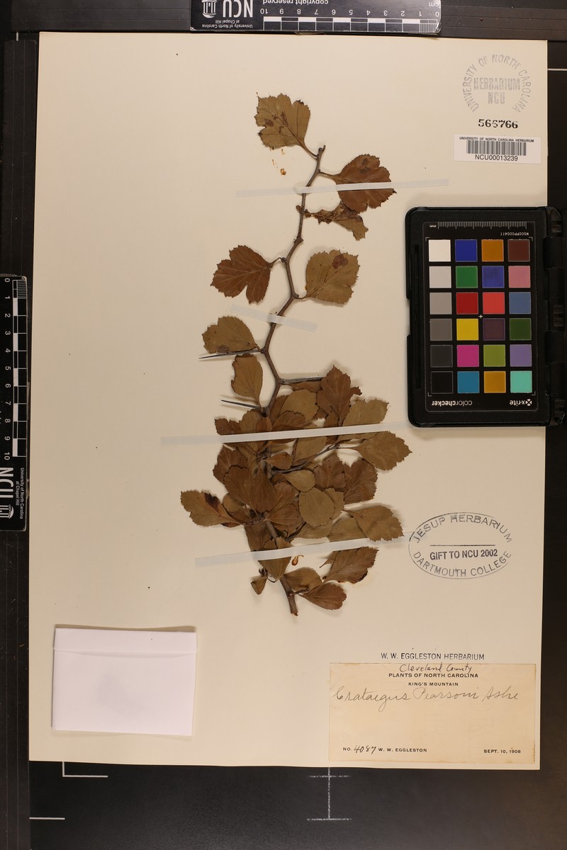 Pearson's Hawthorn photo 2