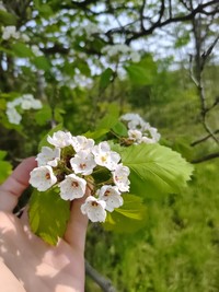 Pennsylvania Hawthorn