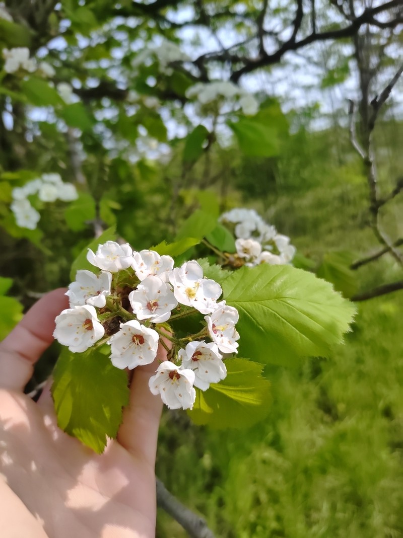 Pennsylvania Hawthorn