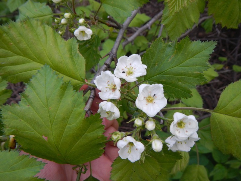 Pennsylvania Hawthorn photo 2