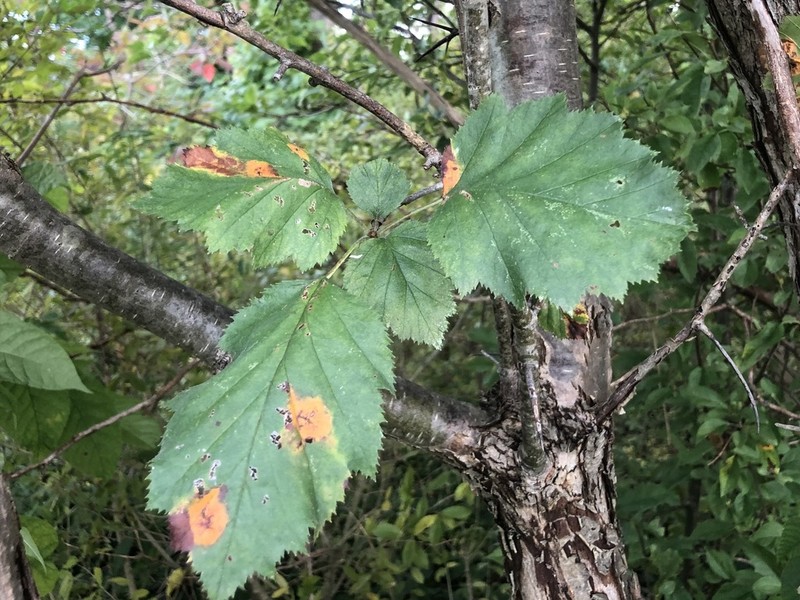 Pennsylvania Hawthorn photo 3
