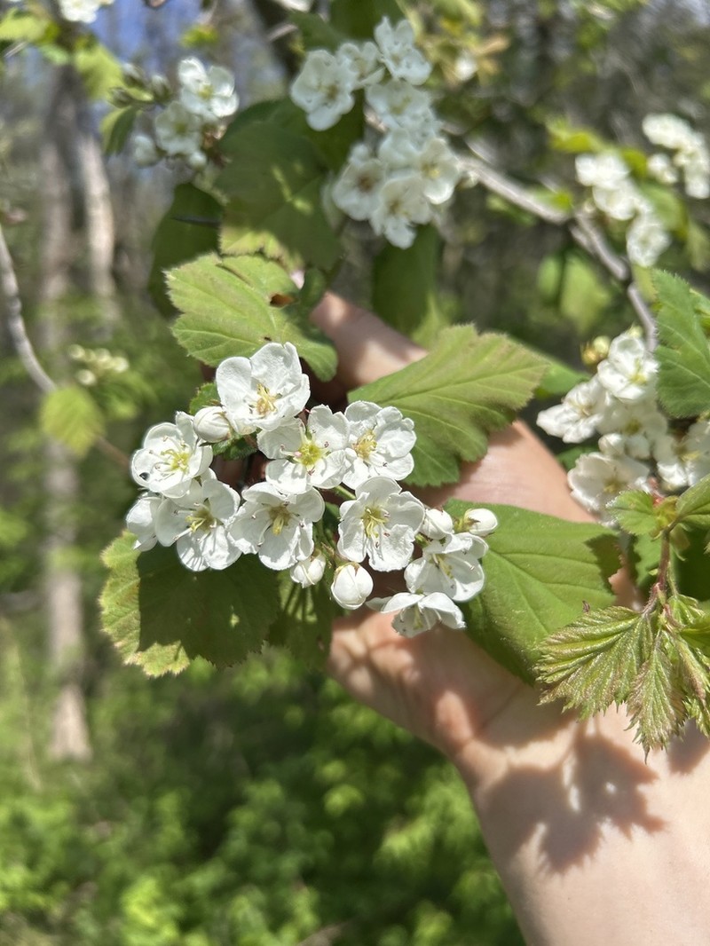 Pennsylvania Hawthorn photo 4