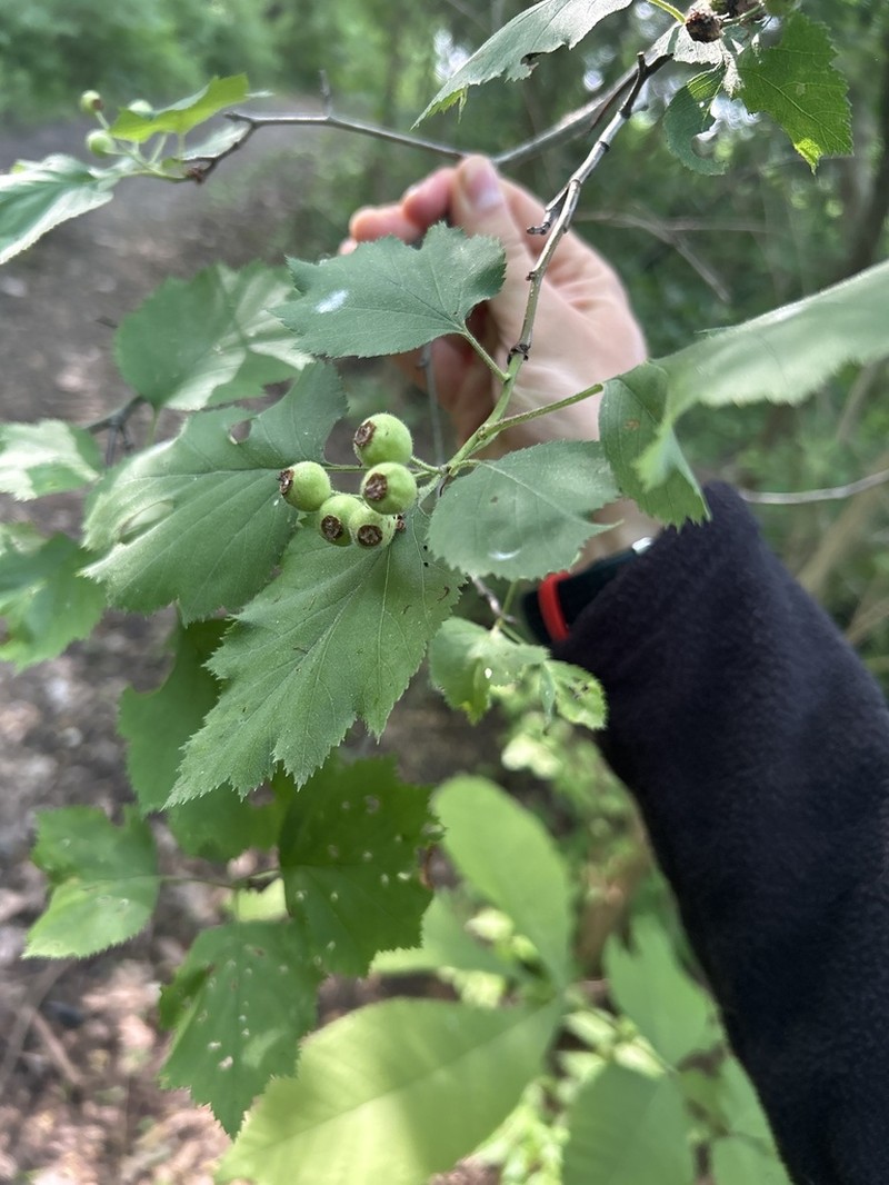 Pennsylvania Hawthorn photo 5