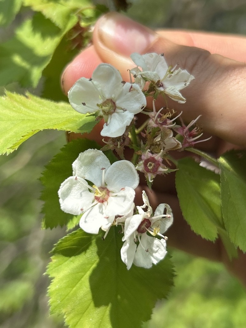 Pennsylvania Hawthorn photo 6