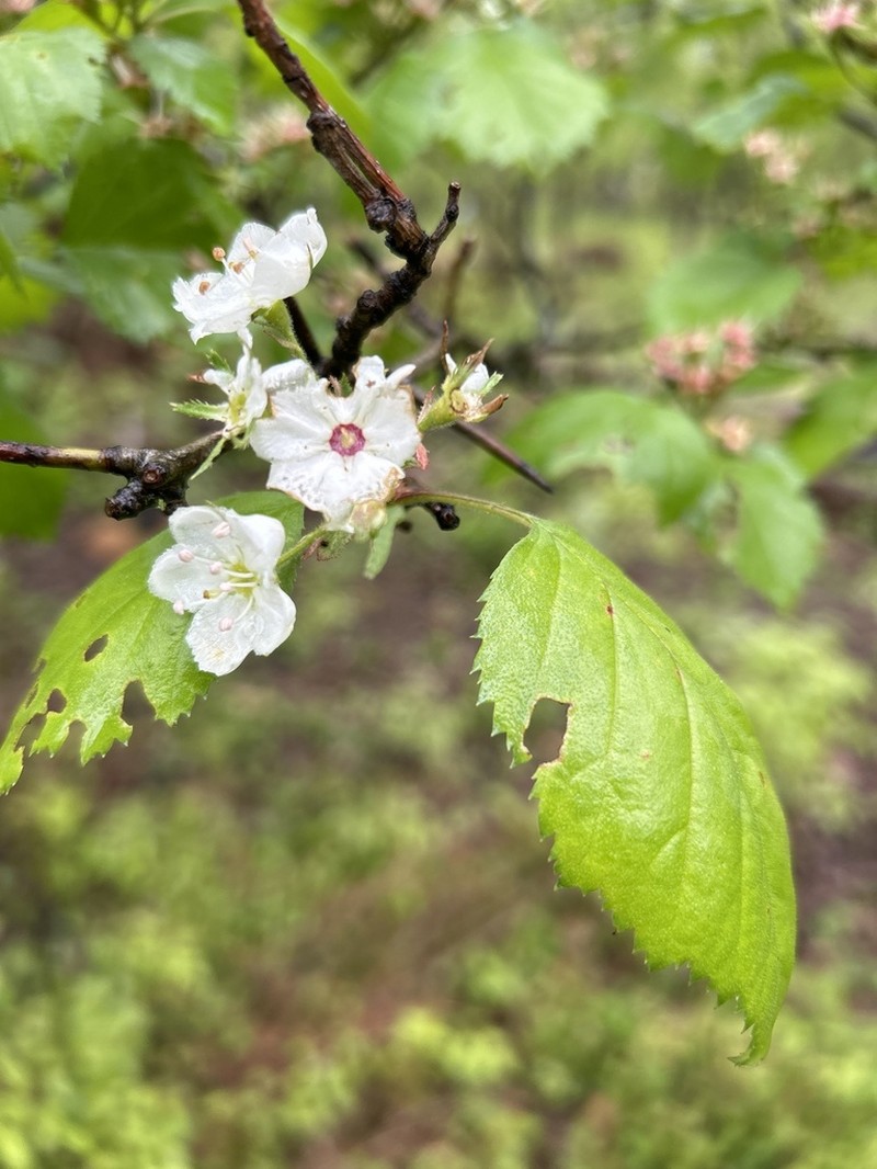 Pennsylvania Hawthorn photo 7