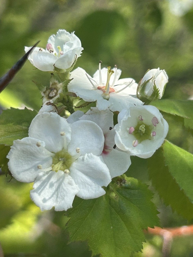 Pennsylvania Hawthorn photo 8