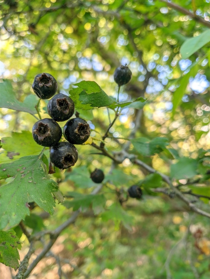 Crataegus pentagyna photo 3