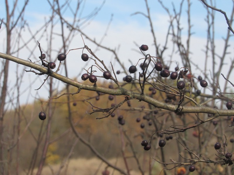 Crataegus pentagyna photo 4