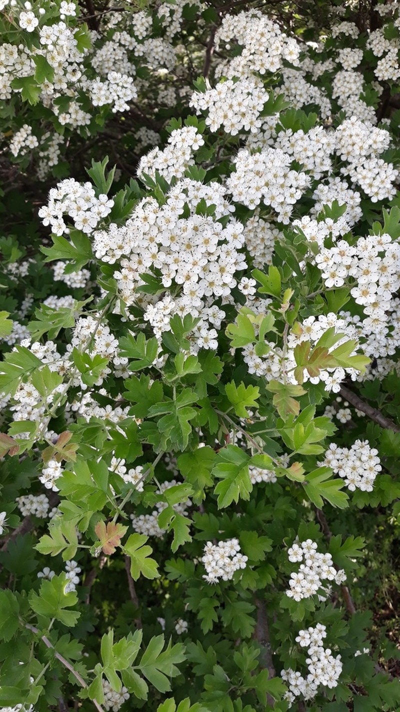 Crataegus pentagyna photo 5