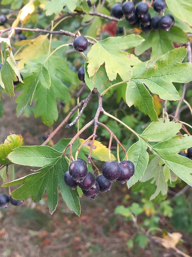 Crataegus pentagyna photo 6