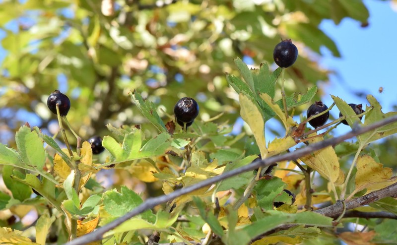 Crataegus pentagyna photo 7