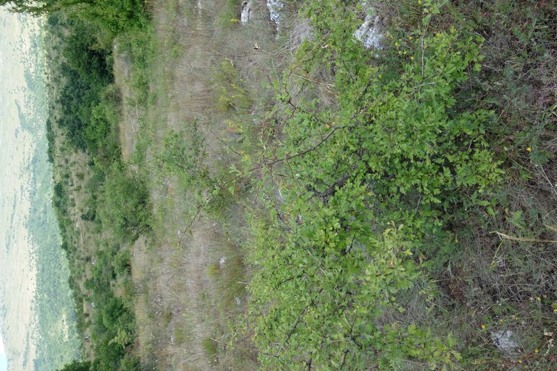 Crataegus pentagyna