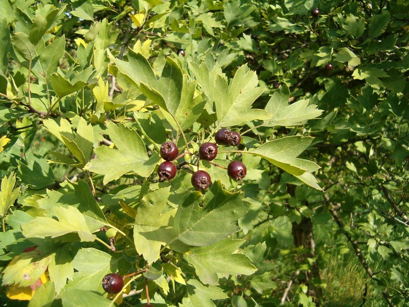Crataegus pentagyna photo 2