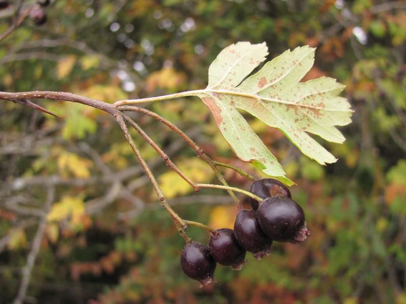 Crataegus pentagyna subsp. pentagyna