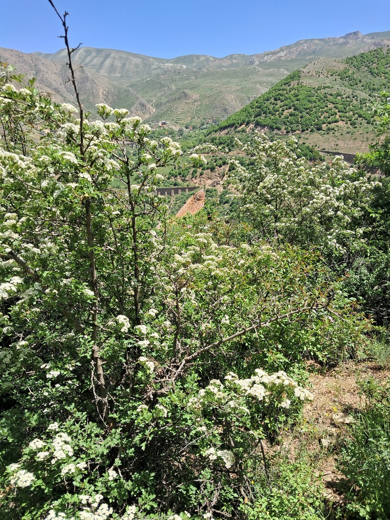 Crataegus pentagyna subsp. pseudomelanocarpa