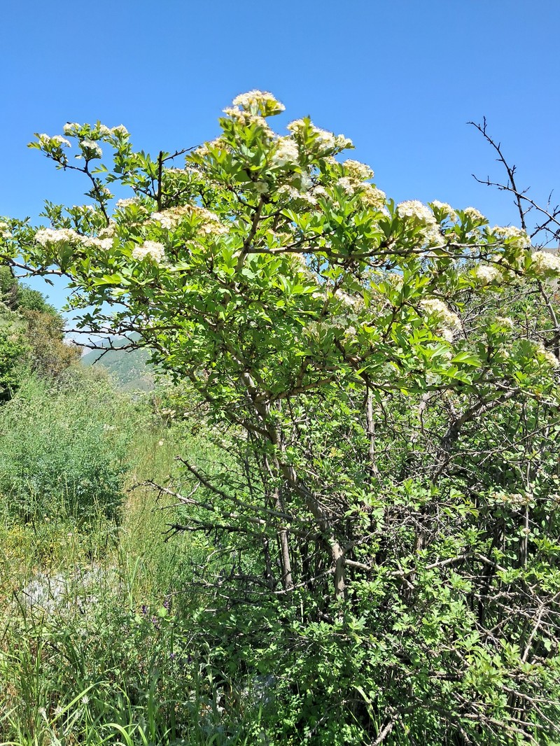 Crataegus pentagyna subsp. pseudomelanocarpa photo 2