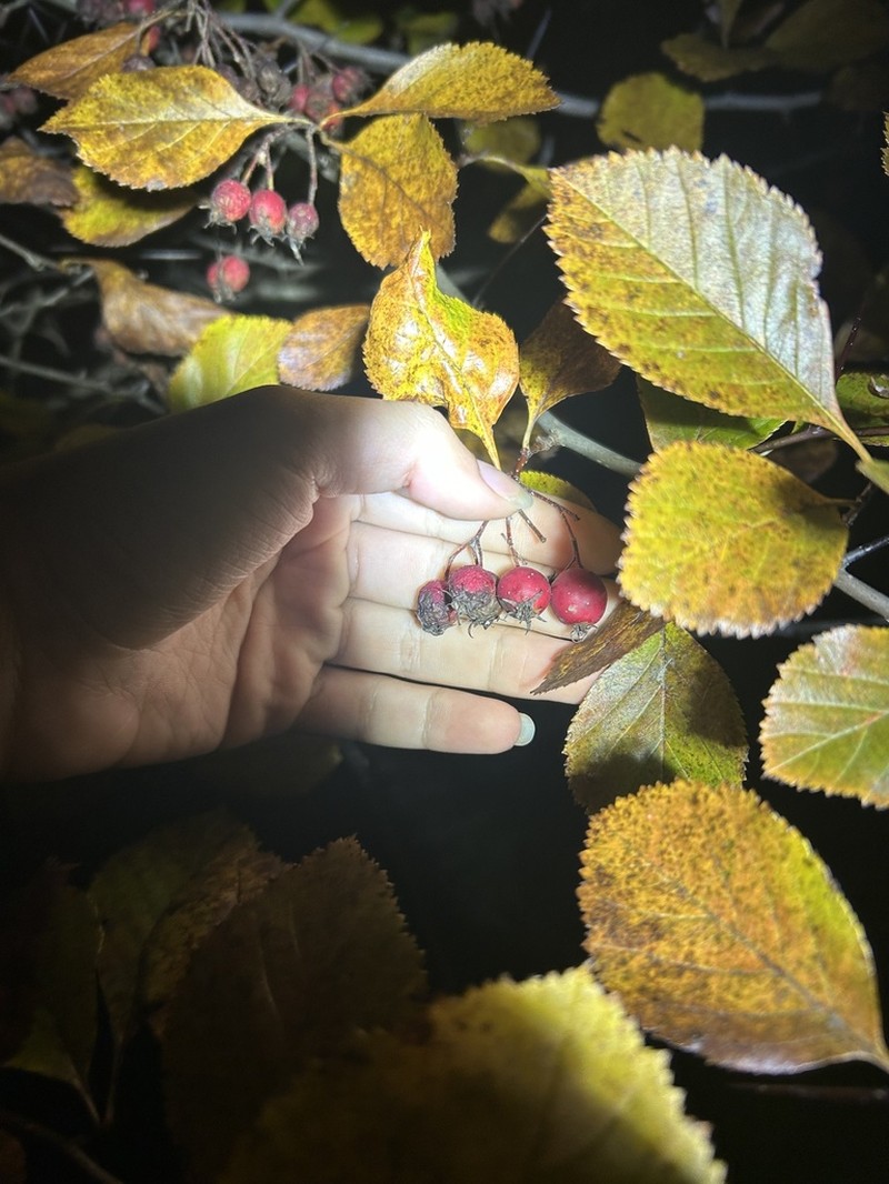 Nude Hawthorn photo 2