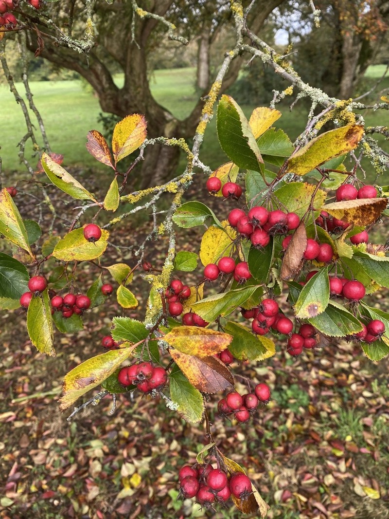 Nude Hawthorn photo 3