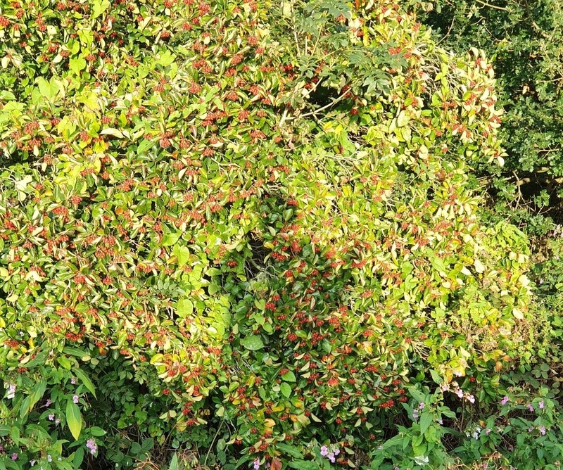Nude Hawthorn photo 4