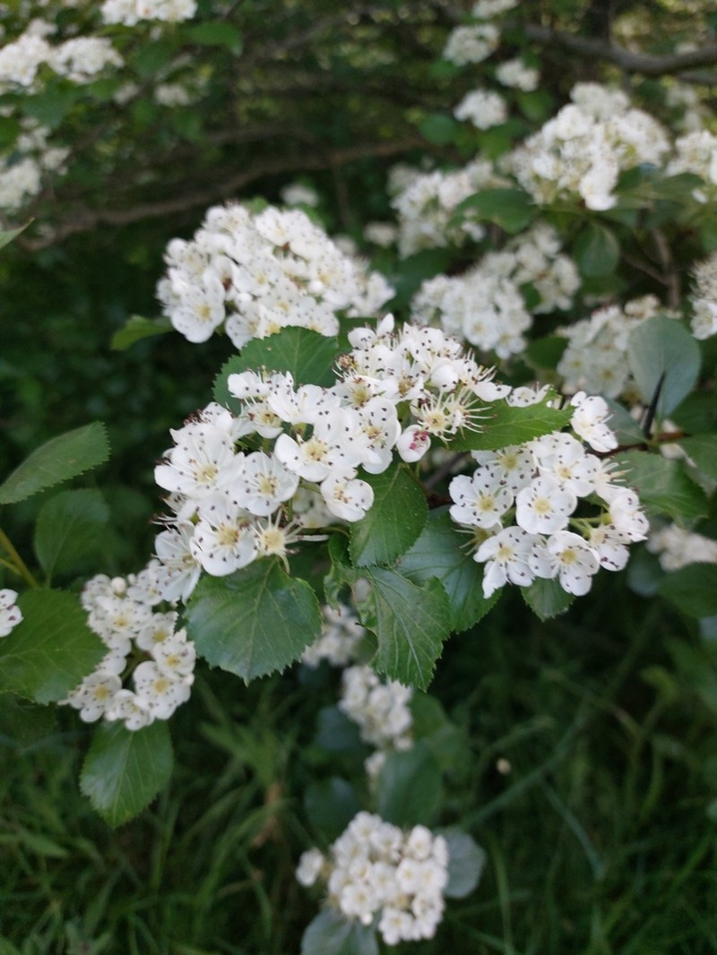 Nude Hawthorn photo 5