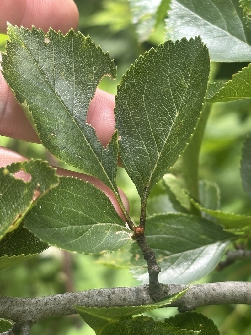 Plumleaf Hawthorn