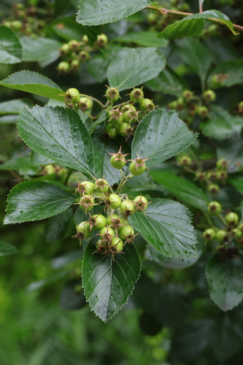 Plumleaf Hawthorn photo 6