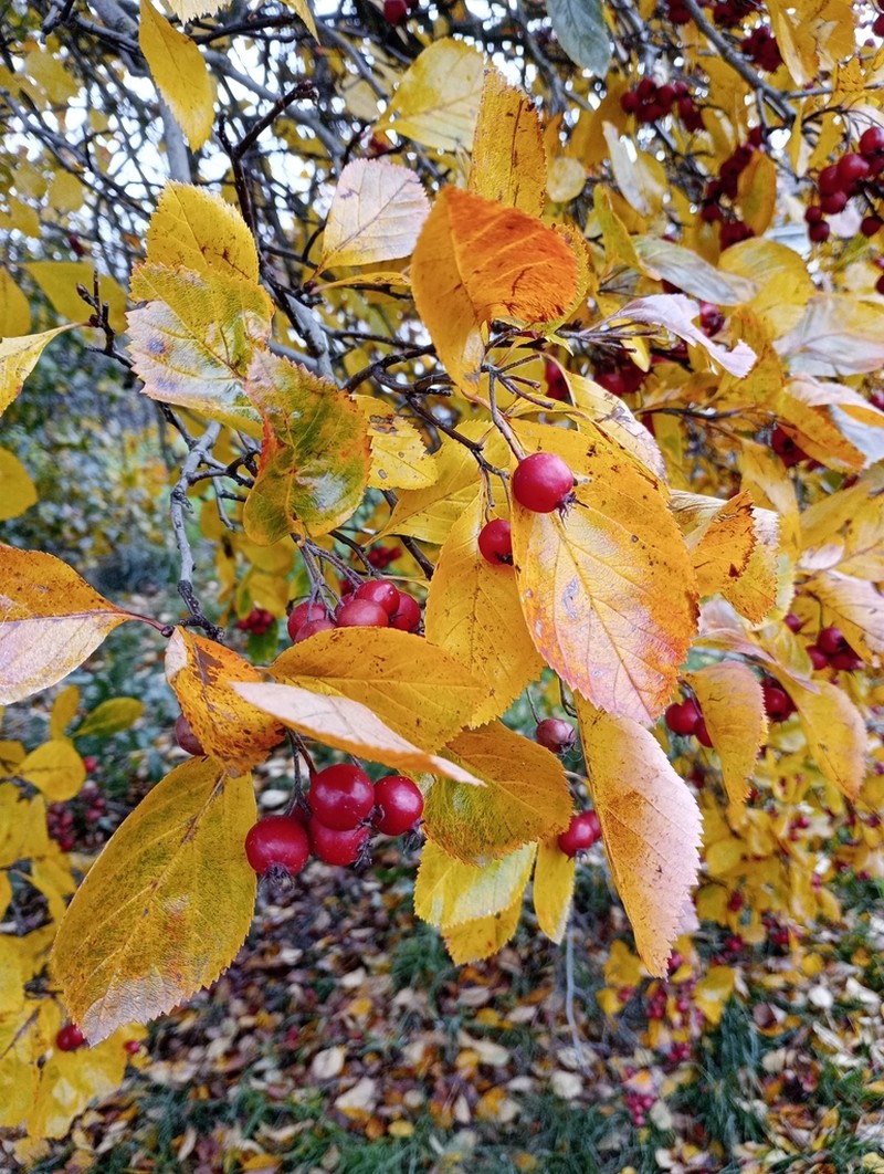 Plumleaf Hawthorn photo 7