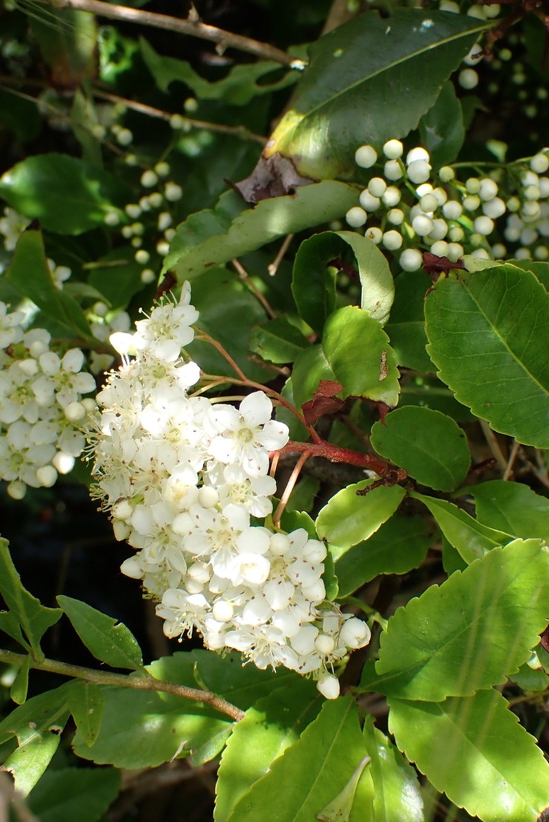Plumleaf Hawthorn photo 8