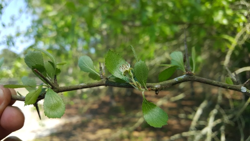 Fulton Hawthorn photo 6