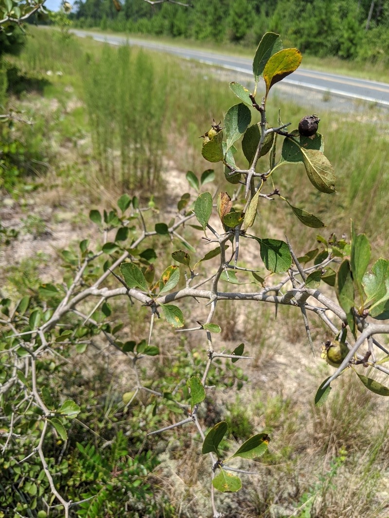 Fulton Hawthorn photo 8