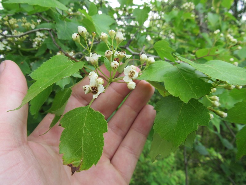 Washington Hawthorn