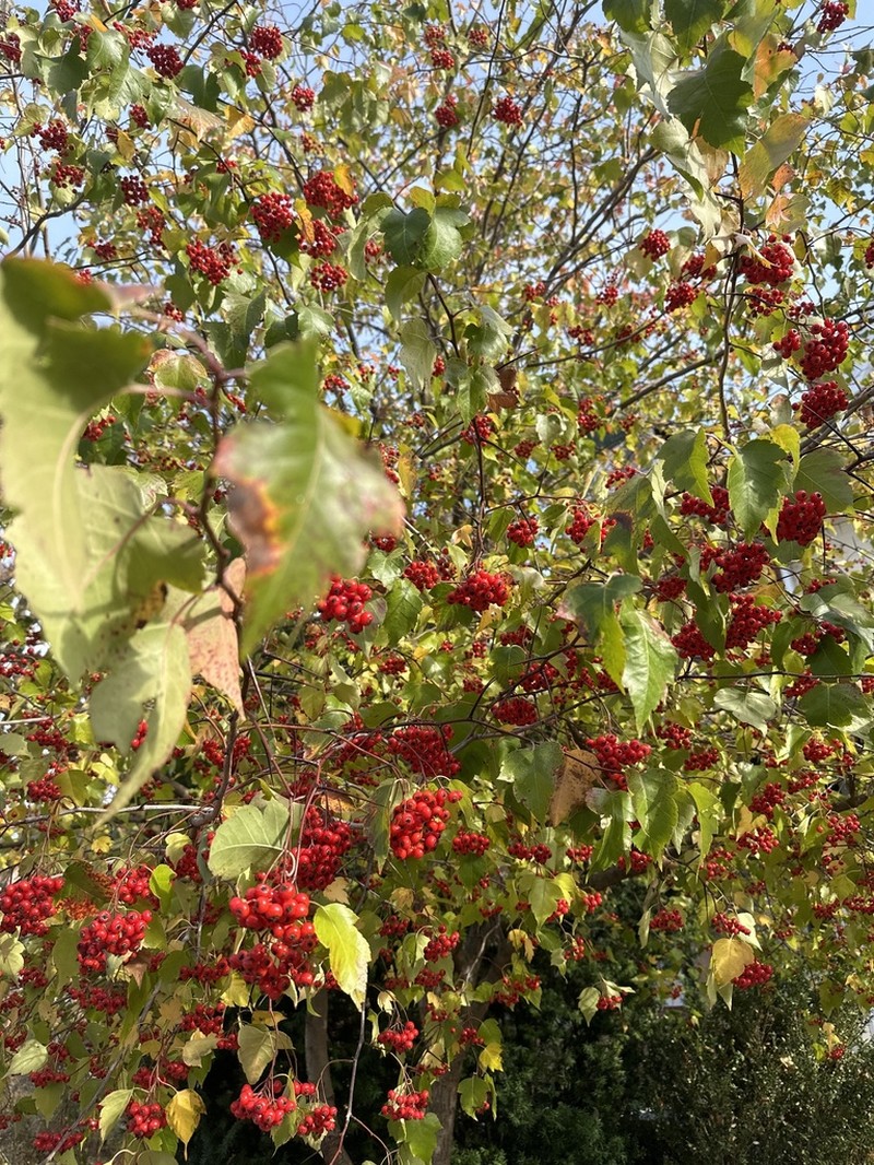 Washington Hawthorn photo 2