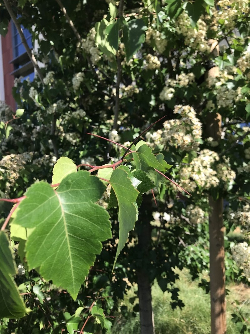 Washington Hawthorn photo 3
