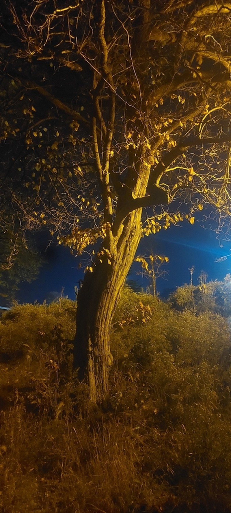 Washington Hawthorn photo 5