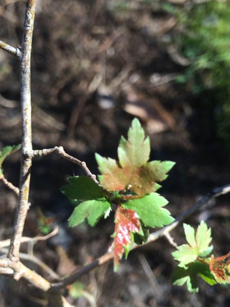 Washington Hawthorn photo 6