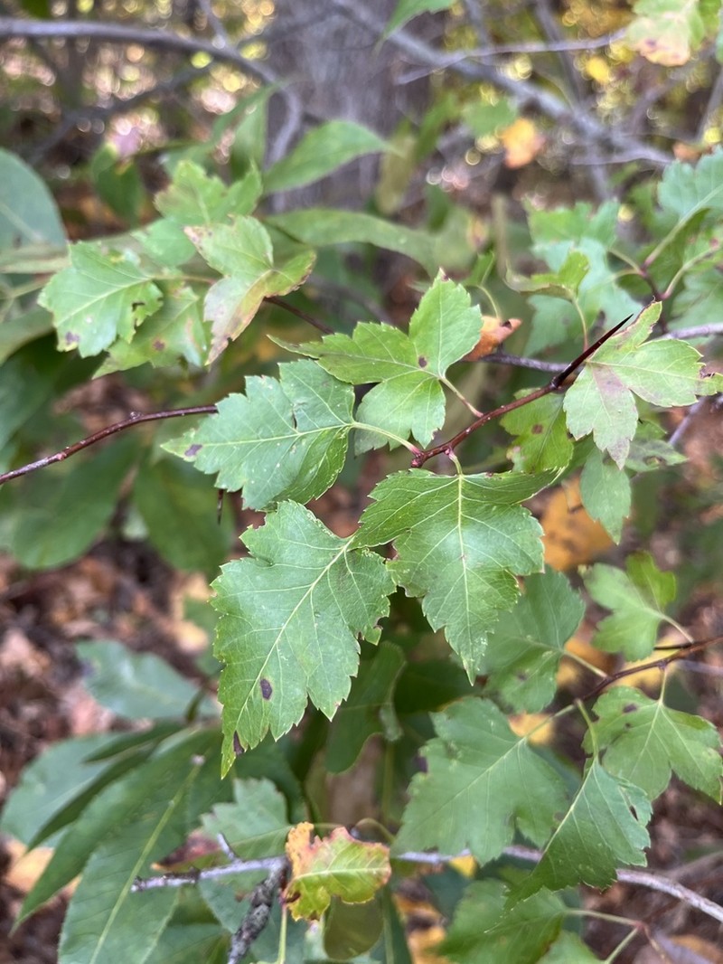Washington Hawthorn photo 7