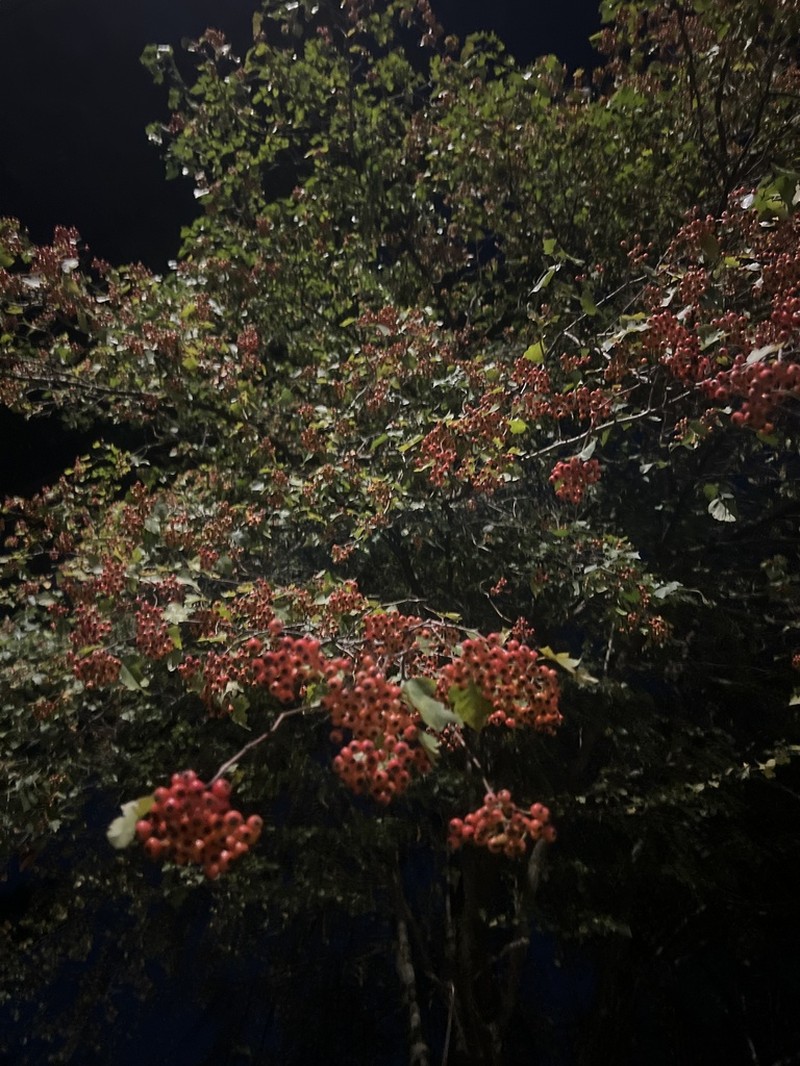 Washington Hawthorn photo 8