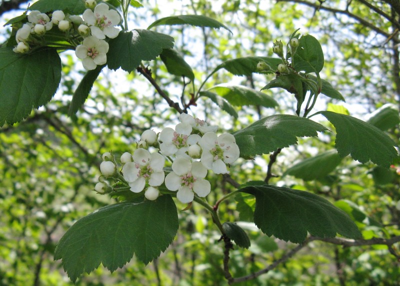 Phipps' Hawthorn