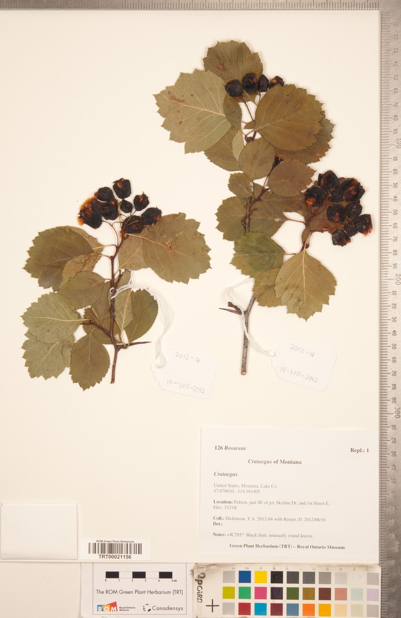 Phipps' Hawthorn