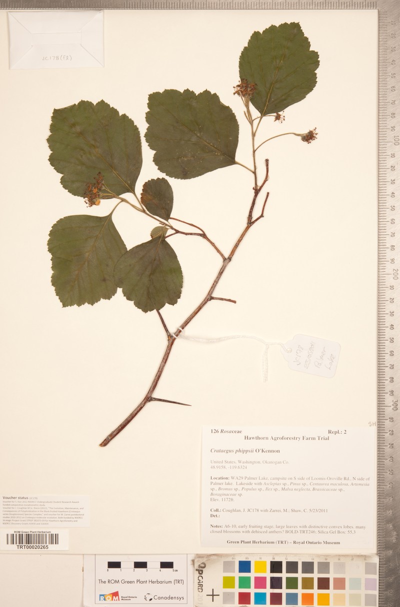 Phipps' Hawthorn photo 2