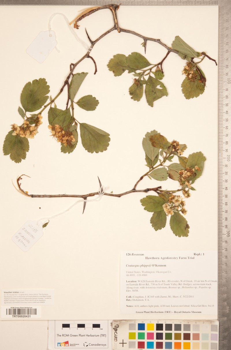 Phipps' Hawthorn photo 3