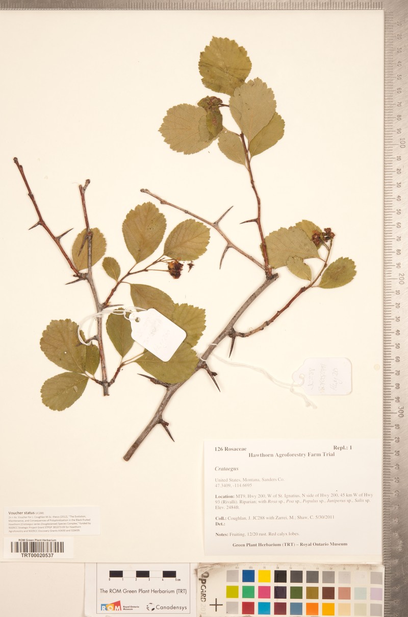 Phipps' Hawthorn photo 4