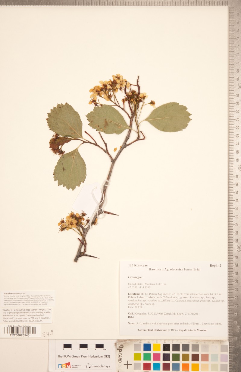 Phipps' Hawthorn photo 5