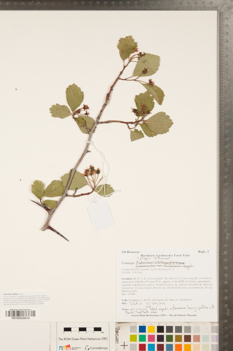 Phipps' Hawthorn photo 6