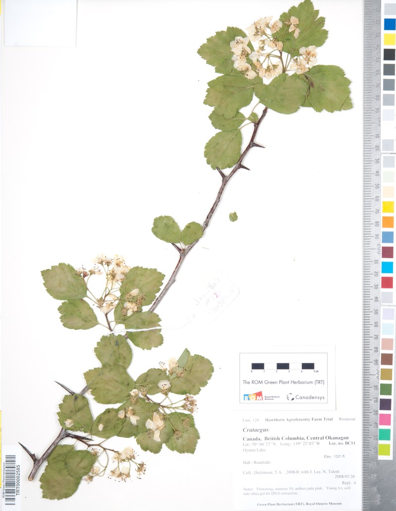 Phipps' Hawthorn photo 7