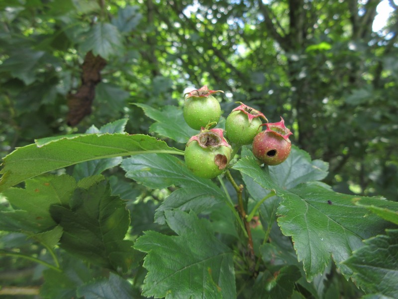 Chinese Haw photo 2