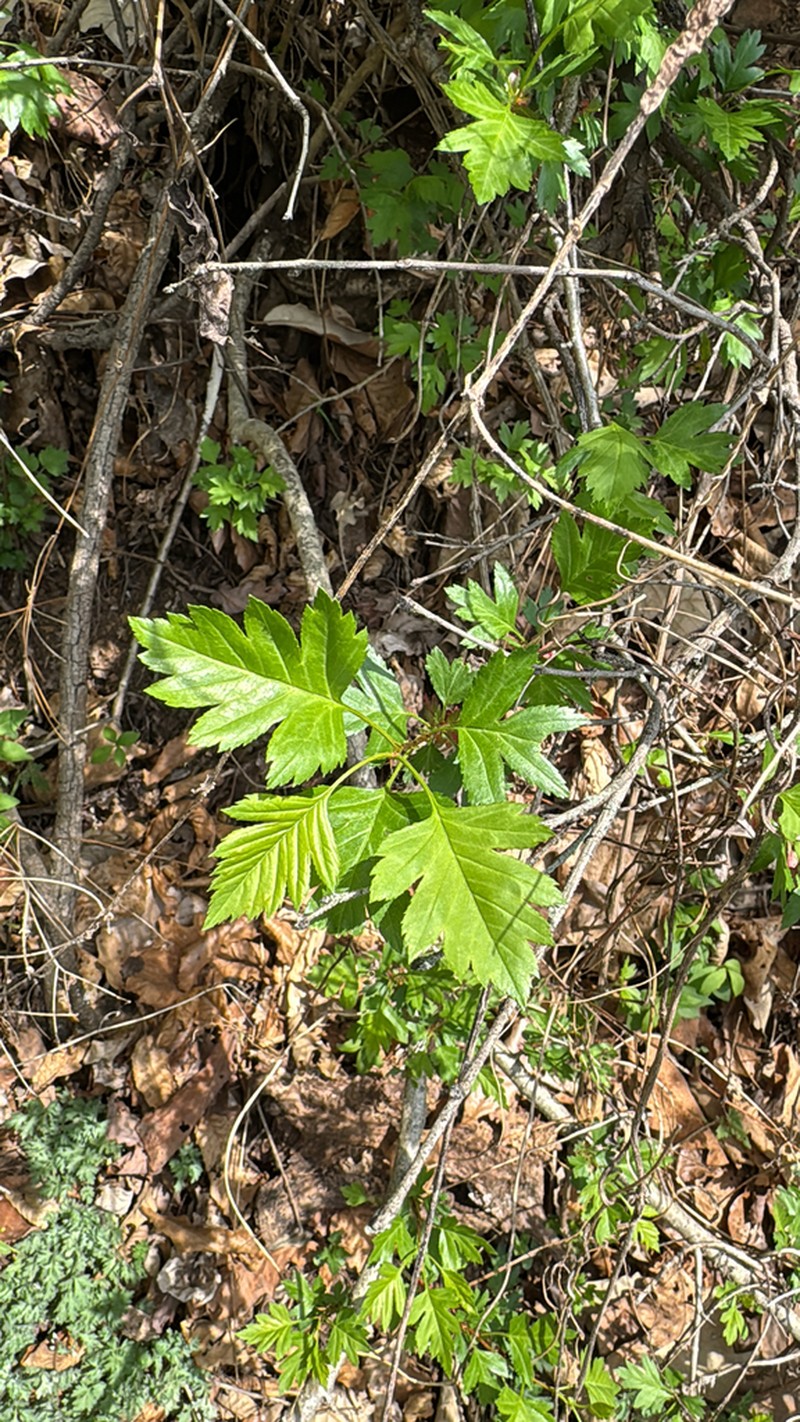 Chinese Haw photo 3